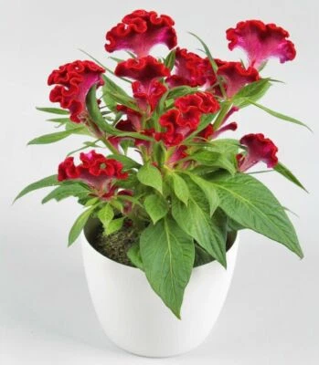 Red Cockscomb, Woolflower Annual TCM Herb Flower Network Crystated Lattice - 50 Seeds