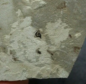 Fossil insect MIX Colorado Fossilien Arthropods - Picture 1 of 3