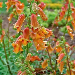 DIGITALIS OBSCURA, DEDALENA SUNSET - Imagen 1 de 4