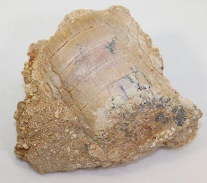 Rochen, Myliobatis dixoni, Terziario, Paleocene, Khouribga, Marocco -f924 - Foto 1 di 7