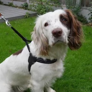 Rosewood Easy Fit Dog Harness - Picture 1 of 5