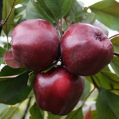 Dwarf Apple 'Red Delicious'  ideal for patio or small gardens. - Image 1 of 2