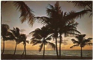 Sunset Over A Palm-Lined Beach, Florida, Vintage Chrome Postcard - Picture 1 of 2