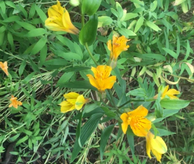 Alstroemeria aurea | Yellow Parrot Lily | 30 Seeds - Image 1 of 4