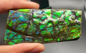 Amolita fósil de 8,5 cm con varios colores - amonita, Alberta, Canadá. - Imagen 1 de 7