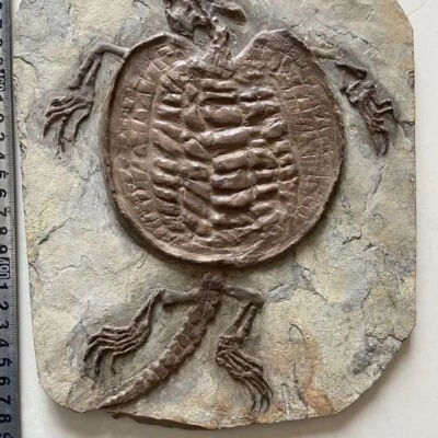 Unique exquisite fossil of Liaoxi Manchurian dragon turtle - Image 1 of 3