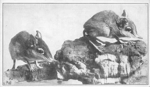 Parque Zoológico Nacional de Estados Unidos, Washington, D.C. Postal vintage de musarañas elefante - Imagen 1 de 1