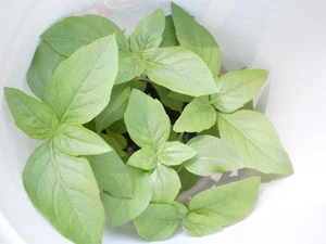 Thai Basil LIVE with roots in about 6" container or similar - Picture 1 of 9