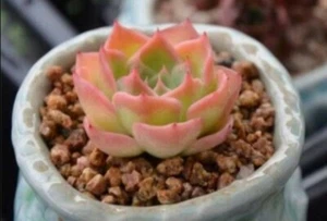 Steal Heart 7cm pot Echeveria succulent - Picture 1 of 11