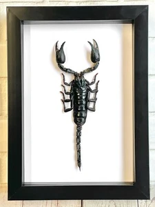 The Giant Asian Forest Scorpion (Heterometrus spinifer) Deep Box Frame Display - Picture 1 of 2