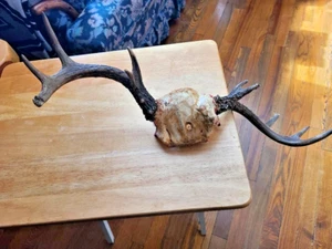10 Point White Tail Antlers--Totally Non Typical-Opposite Twists-Facing Opposite - Picture 1 of 5