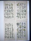 4 Original Hand Colored Botanical Antique Engraving BRITISH WILD FLOWERS Sowerby