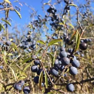 Prunus spinosa 'Sloe Berry' Plant, 8" Pot - Picture 1 of 3