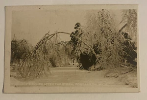 Postal RPPC de colección c1915 ~ abedules después de la tormenta ~ Port Austin, Michigan MI - Imagen 1 de 2
