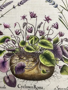 Basilius Besler - Hortus Eystettensis (ca. 1640) - Cyclamen Romanum. - Bild 1 von 10