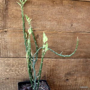 D4551 EUPHORBIA TITHYMALOIDES Topf12-H33-B11 cm MaMa Kaktus - Bild 1 von 4