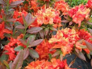 FIREBALL~~Azalea Rhododendron~Well Rooted STARTER Plant! - Picture 1 of 11