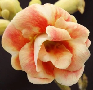 4 Orange Desert Rose Seeds Adenium Obesum Flower Perennial Seed US SELLER - Picture 1 of 24