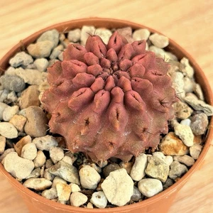 Neoporteria occulta , pot 6,5 cm ITALYCACTUS - Imagen 1 de 5
