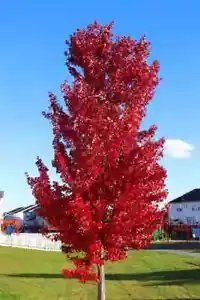 Red Maple Tree | Bare-root (Buy One Get One Free) - Picture 1 of 1