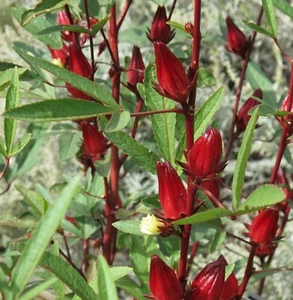 SAMEN TEE HIBISKUS frische Saat frisches Saatgut  einmalig im Tee Wintergart - Bild 1 von 1