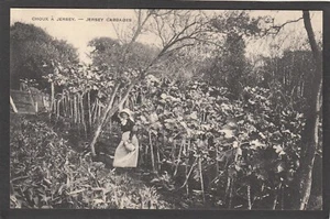 Postcard Jersey Channel Islands the Jersey Cabbages early rural farming view - Picture 1 of 2