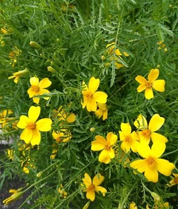 Lemon Gem Signet Marigold 100 Seeds Tagetes tenuifolia Mexican Marigold Flower - Picture 1 of 3