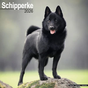 Schipperke 2026 Calendar | Dog Breed Gift Wall 15% OFF MULTI ORDERS - Picture 1 of 8