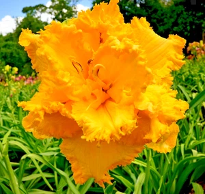 5 KÄSEKRITZEL TAGLILIENSAMEN Hemerocallis 'Cheesy doodles' - Bild 1 von 3
