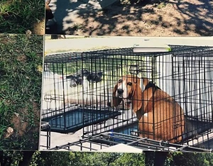 Beagle Dog Lot Of 7 Photographs Pictures Old Basset Hound Rescue - Picture 1 of 5