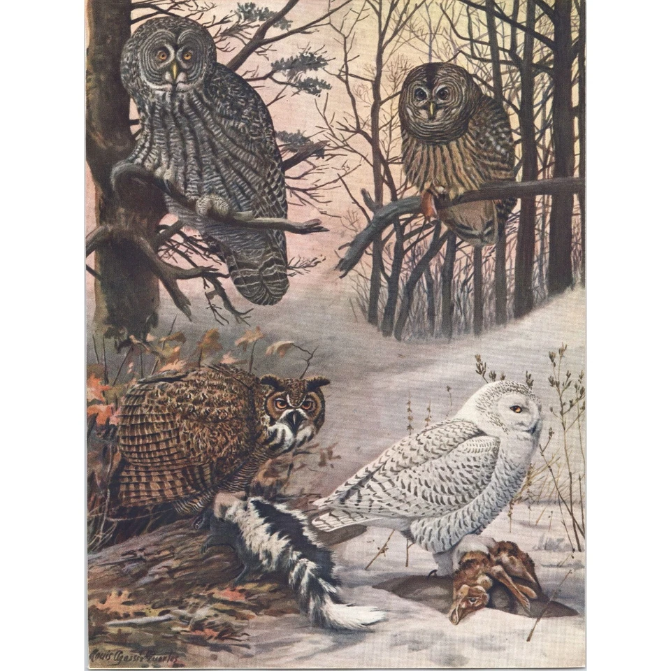 Original 1927 Antique Color Bird Print - Various OWLS - Louis Agassiz Fuertes 2 - Image 1 of 1