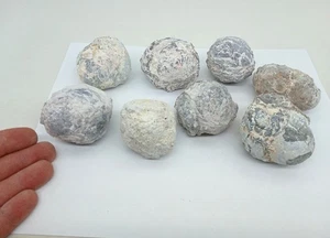 Bulk 2 Pfund Gruppe kleiner Utah Dugway Geoden Thundereggs 1,50-2,00 Zoll - Bild 1 von 13