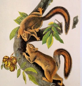 John Audubon Wildlife Hare Squirrel Vintage Book Plate Print 43 - Picture 1 of 3