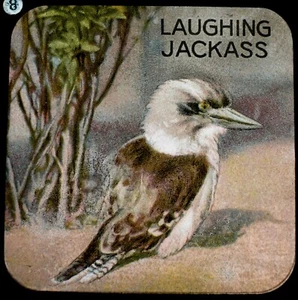 ANTIQUE COLOUR Magic Lantern Slide LAUGHING JACKASS C1900 ZOO ILLUSTRATION BIRD - Picture 1 of 2