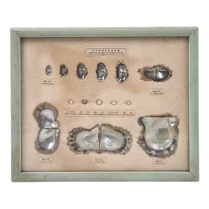 Vintage "Growth of the Cultured Pearl" Framed Display 1 Month-5 Years w/5 Pearls - Bild 1 von 5