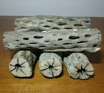 5 THICK pieces of 6" inch CHOLLA Wood Cactus | Fish, Shrimp Aquarium | Crafts! - Image 1 of 4