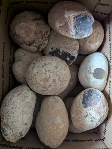 1 large about 1.5 pound Enhydro geode per lot.  95% are hallow or semi hallow. - Picture 1 of 3