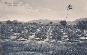 AGRICULTURE - Puerto Rico - Orange Grove - Picture 1 of 2
