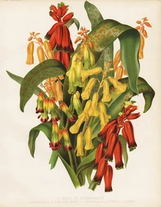 Lachenalia Cape Cowslip Flower Botany Robinson Litho - Picture 1 of 1