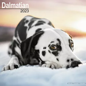 Calendrier 2023 - DALMATIEN - Imagen 1 de 2