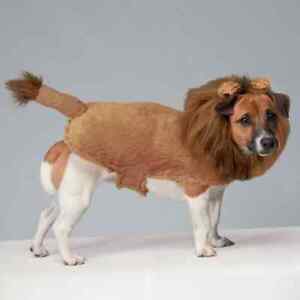 Zack & Zoey Fuzzy Lion Dog Pet Costume, XS or Large, King of the Jungle
