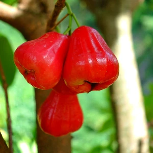 Planta híbrida de manzana campana tailandesa (roja, planta de capas) 1 planta de raíz desnuda - Imagen 1 de 2