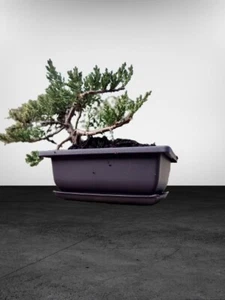 Bonsai Tree 8" Juniperus Procumbens Nana Blue Juniper Starter Indoor 6" planter - Picture 1 of 4