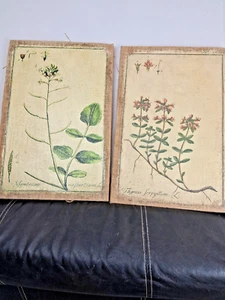2 antiche stampe botaniche crescione Nastintium Zorn nel 1776 di Johannes Zorn. - Foto 1 di 4