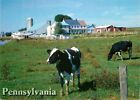 Postcard Dairy Cows & Farm Scene in Pennsylvania - Lancaster County