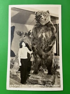 Alaskan Brown Bear ~ University Alaska Museum ~ Real Photo Postcard ~ AK, 1959 - Picture 1 of 2