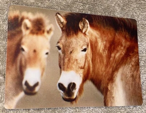 2002 National Geographic Trading Card - Przewalski’s Horse - Picture 1 of 4