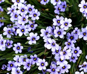 BLUE EYED GRASS Sisyrinchium Bellum - 1,500 Bulk Seeds - Picture 1 of 1