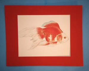 Impresión de pintura de lujo rojo y blanco Fantail Goldfish 11" x 14" mate 8" x 10" - Imagen 1 de 3