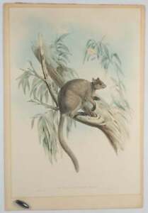 JOHN GOULD, ARTIST / Dendrolagus Inustus-Mull Grizzled tree kangaroo 1842